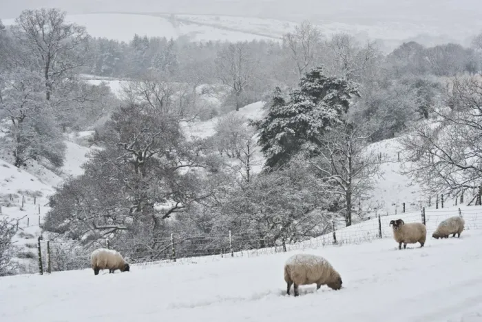 Framed Print : Domestic Sheep, Swaledale ewes, grazing in snow covered pasture, Whitewell, Lancashire, England, december Framed Print : Domestic Sheep, Swaledale ewes, grazing in snow covered pasture, Whitewell, Lancashire, England, december