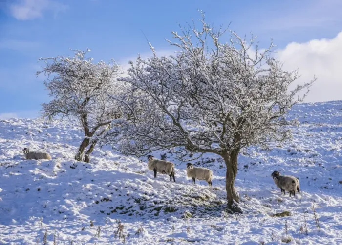 Framed Print : Domestic Sheep, Swaledale ewes, standing beside trees in snow, Dinkling Green, Whitewell, Clitheroe, Forest of Bowland Framed Print : Domestic Sheep, Swaledale ewes, standing beside trees in snow, Dinkling Green, Whitewell, Clitheroe, Forest of Bowland