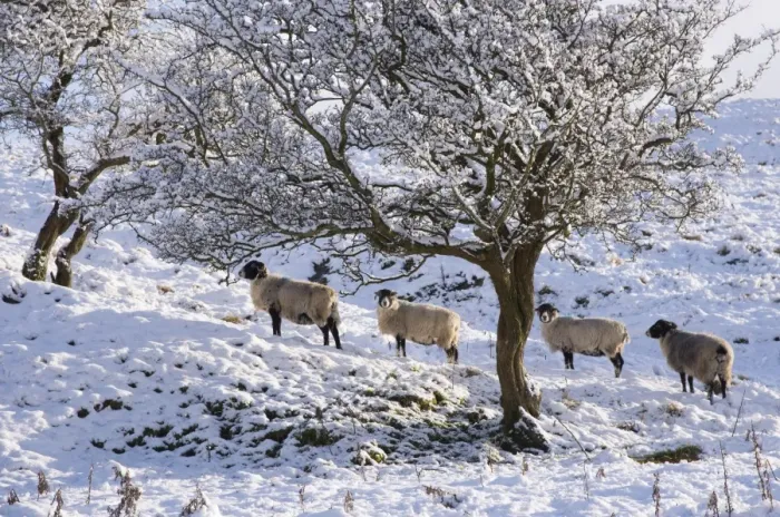 Framed Print : Domestic Sheep, Swaledale ewes, standing beside trees in snow, Dinkling Green, Whitewell, Clitheroe, Forest of Bowland Framed Print : Domestic Sheep, Swaledale ewes, standing beside trees in snow, Dinkling Green, Whitewell, Clitheroe, Forest of Bowland