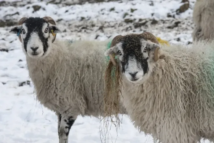Framed Print : Domestic Sheep, Swaledale ewes, with silage caught on horns, standing in snow covered upland pasture, Grisedale Framed Print : Domestic Sheep, Swaledale ewes, with silage caught on horns, standing in snow covered upland pasture, Grisedale