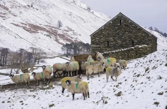 Framed Print : Domestic Sheep, Swaledale ewes, flock feeding on silage beside stone barn in snow covered upland pasture, Grisedale Framed Print : Domestic Sheep, Swaledale ewes, flock feeding on silage beside stone barn in snow covered upland pasture, Grisedale