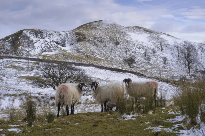 Framed Print : Domestic Sheep, Swaledale ewes, standing in snow covered upland pasture, Higher Fencewood Farm, Whitewell, Lancashire Framed Print : Domestic Sheep, Swaledale ewes, standing in snow covered upland pasture, Higher Fencewood Farm, Whitewell, Lancashire