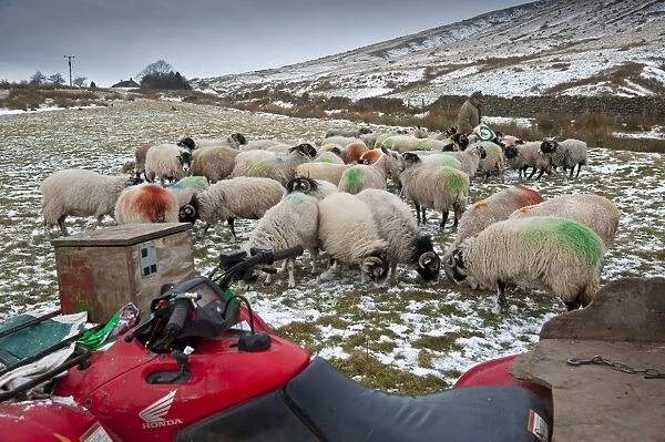 Domestic Sheep, Swaledale ewes, flock being fed by farmer on snow covered pasture, with quad bike in foreground, Chipping, Lancashire, England, december