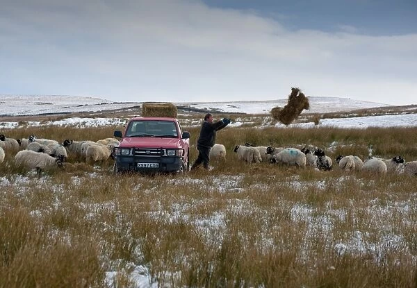 Domestic Sheep, Swaledale ewes, flock being fed hay from Toyota Hilux by farmer, in snow covered upland pasture