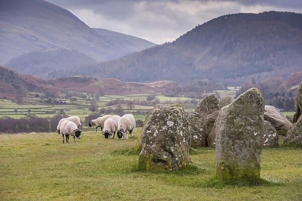 Domestic Sheep, Swaledale ewes, flock grazing beside stone circle, Castlerigg Stone Circle, near Keswick