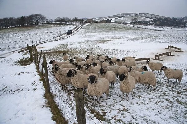 Domestic Sheep, Swaledale ewes, flock standing in snow covered pasture with troughs, Chipping, Lancashire, England