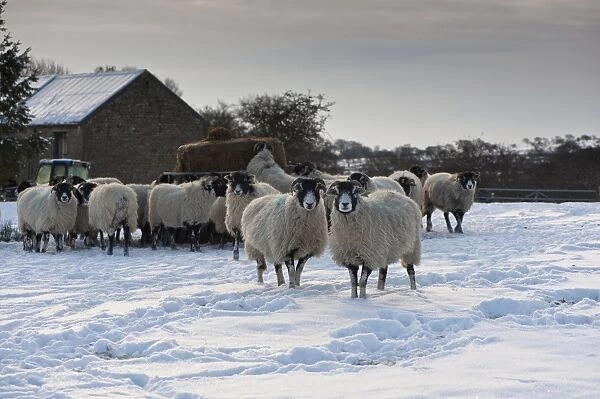 Domestic Sheep, Swaledale ewes, flock standing in snow covered pasture with silage bale in feeder and stone barn