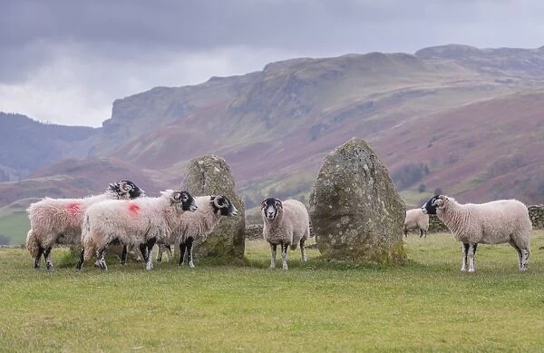 Domestic Sheep, Swaledale ewes, flock standing beside stone circle, Castlerigg Stone Circle, near Keswick