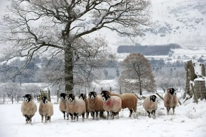 Framed Print : Domestic Sheep, Swaledale ewes with ram, flock standing in snow covered pasture, Cumbria, England, december