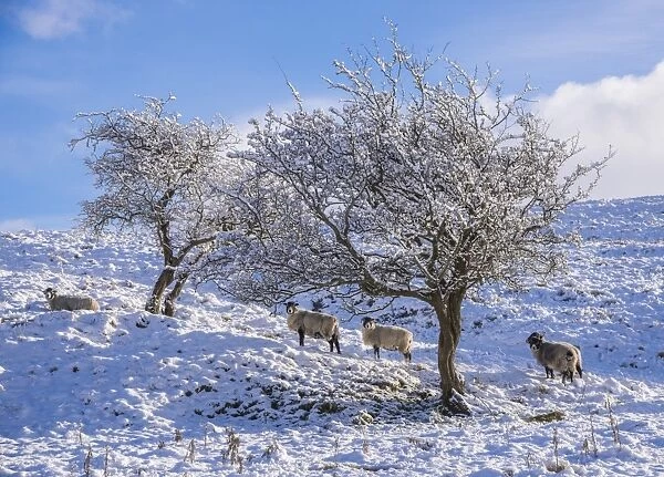 Domestic Sheep, Swaledale ewes, standing beside trees in snow, Dinkling Green, Whitewell, Clitheroe, Forest of Bowland
