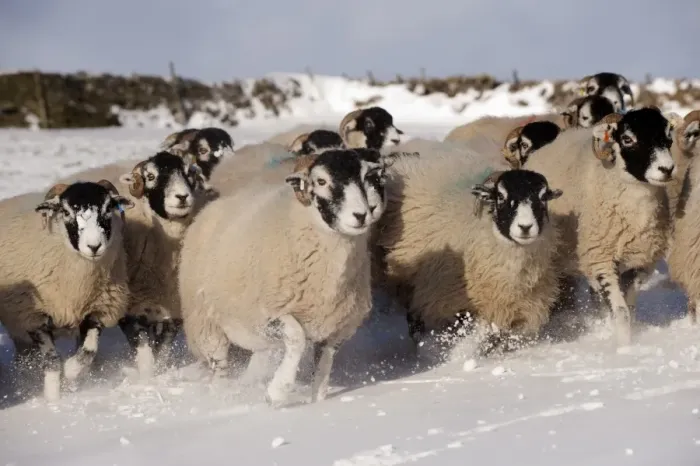 Framed Print : Domestic Sheep, Swaledale flock, running in snow covered upland pasture, Cumbria, England, november Framed Print : Domestic Sheep, Swaledale flock, running in snow covered upland pasture, Cumbria, England, november