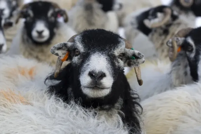 Framed Print : Domestic Sheep, Swaledale flock, close-up of heads, Swaledale, Yorkshire Dales N. P. North Yorkshire, England, february Framed Print : Domestic Sheep, Swaledale flock, close-up of heads, Swaledale, Yorkshire Dales N. P. North Yorkshire, England, february