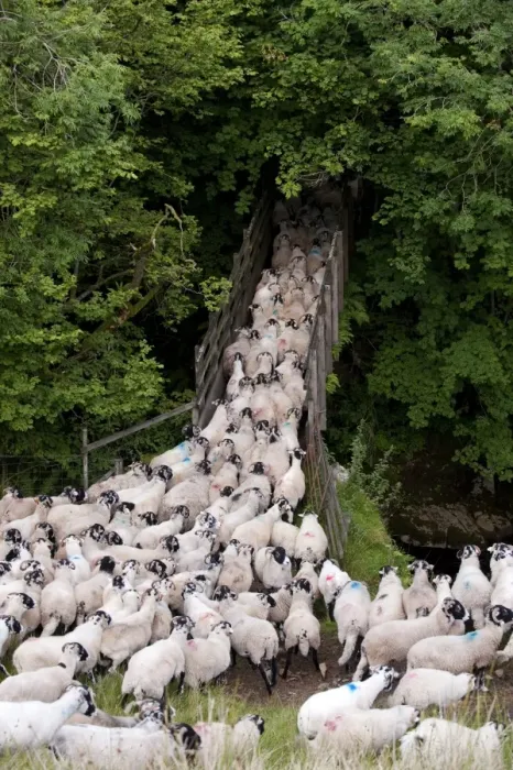 Framed Print : Domestic Sheep, Swaledale flock, crossing bridge, gathered off hillside, Baugh Fell, Howgills, Cumbria, England, august Framed Print : Domestic Sheep, Swaledale flock, crossing bridge, gathered off hillside, Baugh Fell, Howgills, Cumbria, England, august