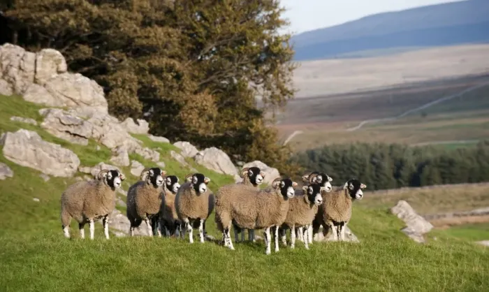 Framed Print : Domestic Sheep, Swaledale flock, standing on limestone pasture, North Yorkshire, England, october