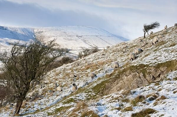 Domestic Sheep, Swaledale flock, grazing on snow covered hillside, looking towards Totridge Fell from Long Knots, Whitewell, Lancashire, England, december