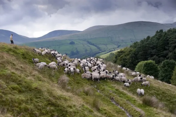 Framed Print : Domestic Sheep, Swaledale flock, shepherd gathering flock off hillside, Baugh Fell, Howgills, Cumbria, England, august Framed Print : Domestic Sheep, Swaledale flock, shepherd gathering flock off hillside, Baugh Fell, Howgills, Cumbria, England, august