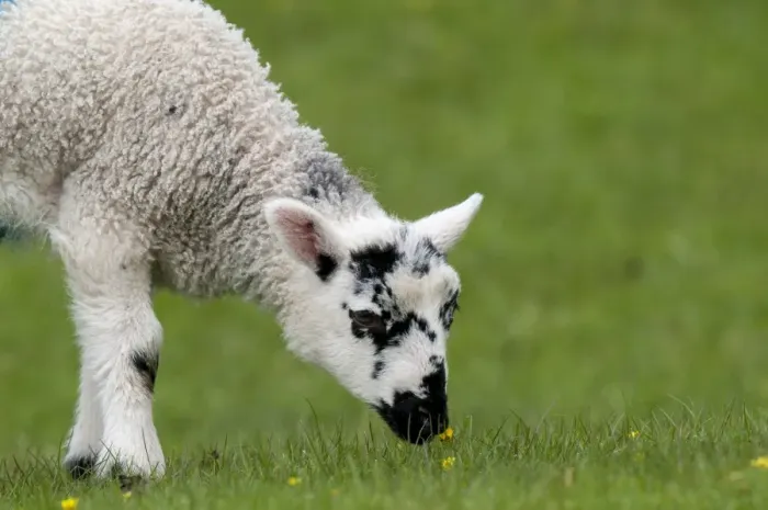Framed Print : Domestic Sheep, Swaledale lamb, close-up of head and front legs, sniffing buttercup in pasture, Hardraw, Wensleydale