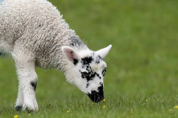 Domestic Sheep, Swaledale lamb, close-up of head and front legs, sniffing buttercup in pasture, Hardraw, Wensleydale
