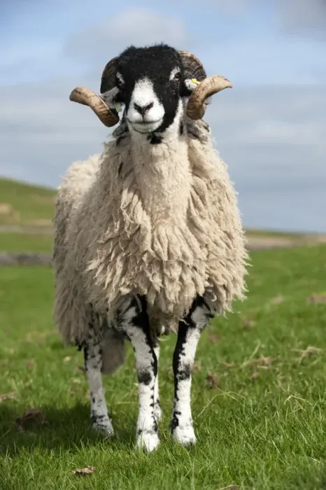 Framed Print : Domestic Sheep, Swaledale, ram, standing in pasture on hill farm, Cumbria, England, april Framed Print : Domestic Sheep, Swaledale, ram, standing in pasture on hill farm, Cumbria, England, april