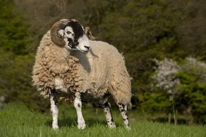 Framed Print : Domestic Sheep, Swaledale, ram, standing in pasture on hill farm, Cumbria, England, april