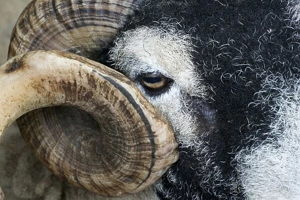 Domestic Sheep, Swaledale ram, close-up of face and horn, Cumbria, England, May