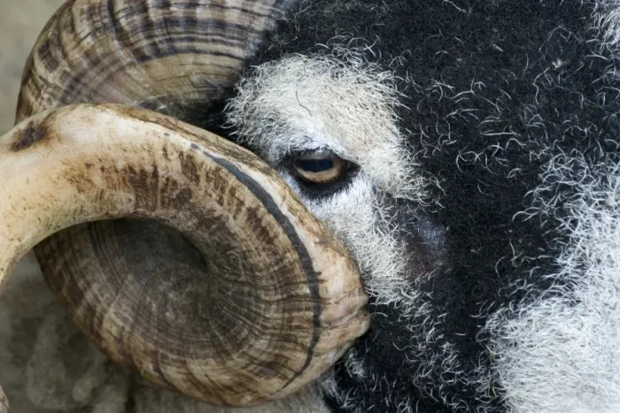 Framed Print : Domestic Sheep, Swaledale ram, close-up of face and horn, Cumbria, England, May Framed Print : Domestic Sheep, Swaledale ram, close-up of face and horn, Cumbria, England, May