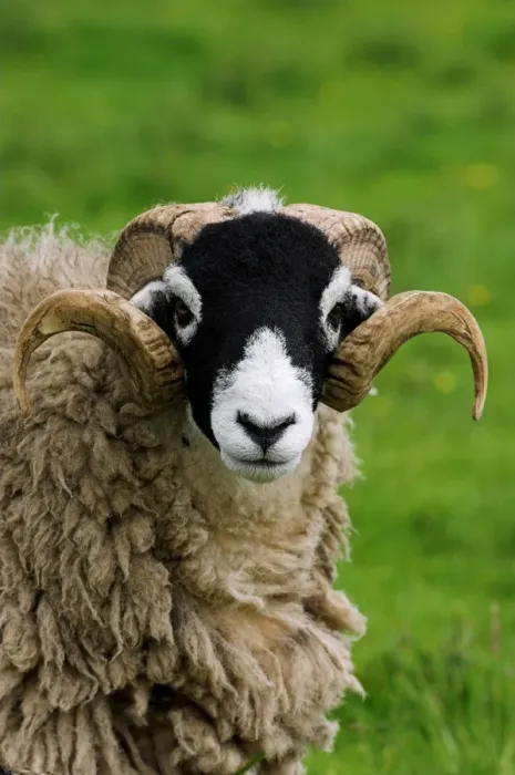 Framed Print : Domestic Sheep, Swaledale ram, close-up of head, in pasture, Cumbria, England
