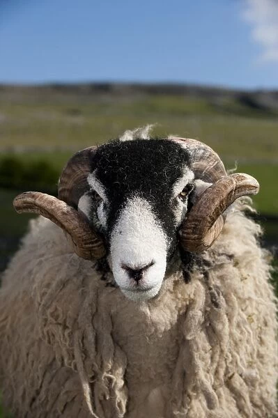 Domestic Sheep, Swaledale, ram, close-up of head, in pasture on hill farm, Cumbria, England, april