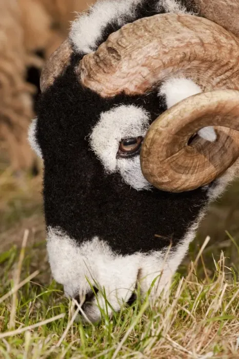 Framed Print : Domestic Sheep, Swaledale ram, close-up of head, grazing in pasture, Cumbria, England, september Framed Print : Domestic Sheep, Swaledale ram, close-up of head, grazing in pasture, Cumbria, England, september