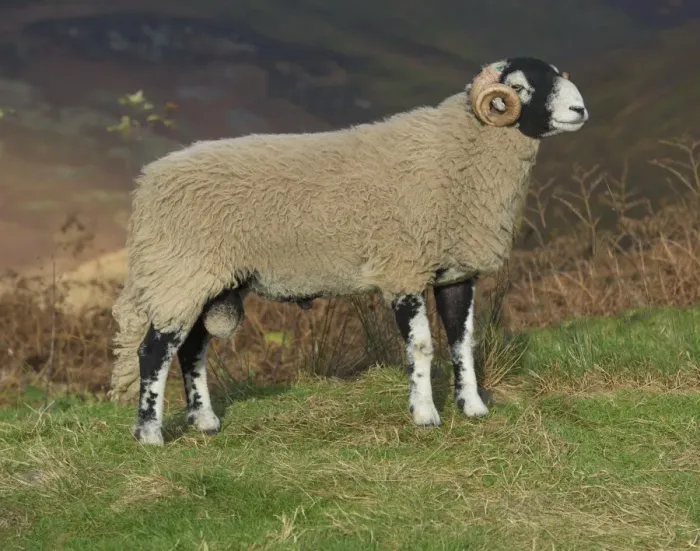 Framed Print : Domestic Sheep, Swaledale ram, standing on hill pasture, Brennand Farm, Dunsop Bridge, Lancashire, England, November Framed Print : Domestic Sheep, Swaledale ram, standing on hill pasture, Brennand Farm, Dunsop Bridge, Lancashire, England, November