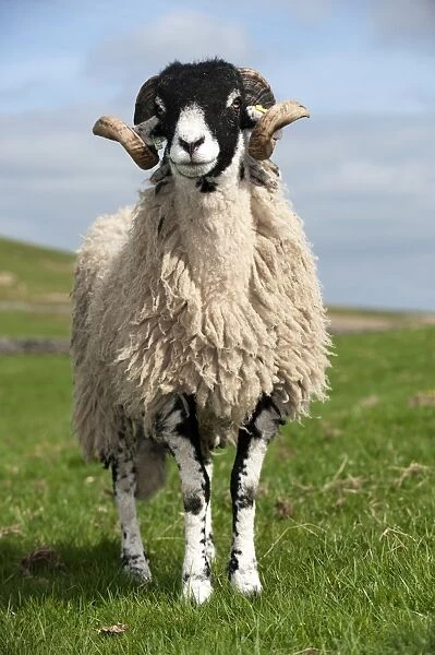 Domestic Sheep, Swaledale, ram, standing in pasture on hill farm, Cumbria, England, april