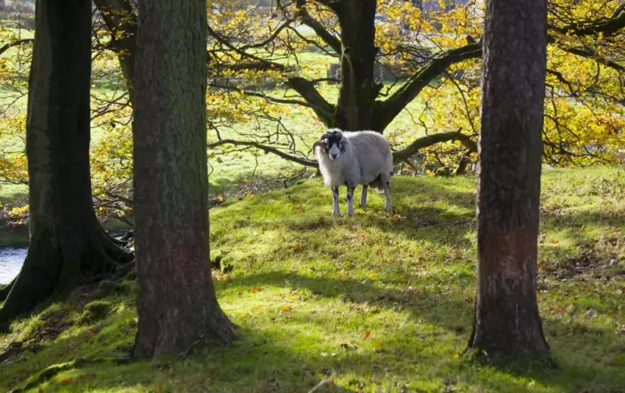 Framed Print : Domestic Sheep, Swaledale ram, standing amongst trees with leaves in autumn colour, Marshaw, Over Wyresdale Framed Print : Domestic Sheep, Swaledale ram, standing amongst trees with leaves in autumn colour, Marshaw, Over Wyresdale