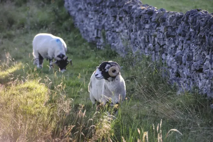 Framed Print : Domestic Sheep, Swaledale rams, standing in pasture beside drystone wall with midges in flight, in evening sunlight Framed Print : Domestic Sheep, Swaledale rams, standing in pasture beside drystone wall with midges in flight, in evening sunlight