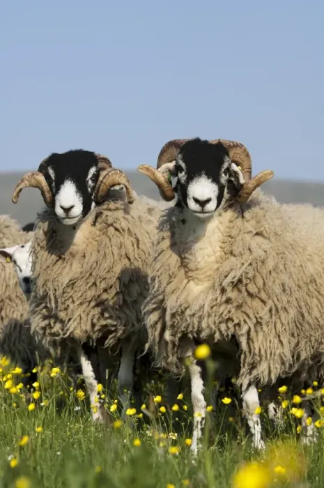 Framed Print : Domestic Sheep, Swaledale rams, standing amongst flowering buttercups in pasture, England, May