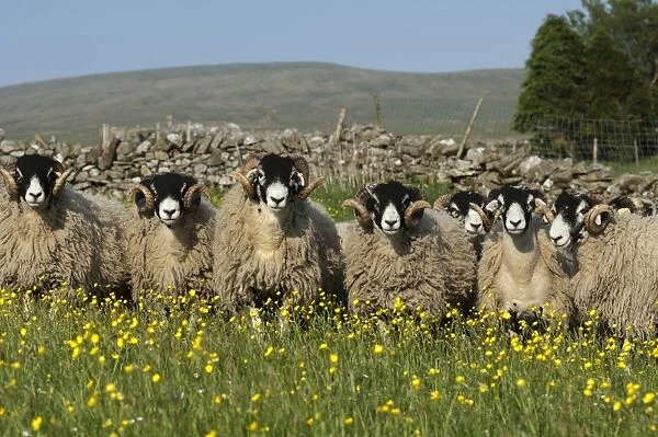 Domestic Sheep, Swaledale rams, flock standing amongst flowering buttercups in pasture, England, May