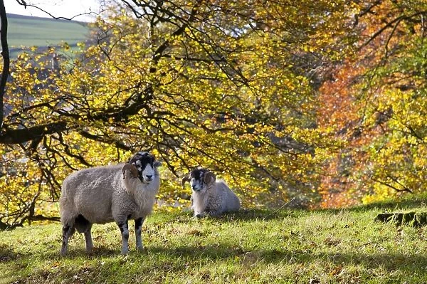 Domestic Sheep, Swaledale rams, near trees with leaves in autumn colour, Marshaw, Over Wyresdale, Forest of Bowland