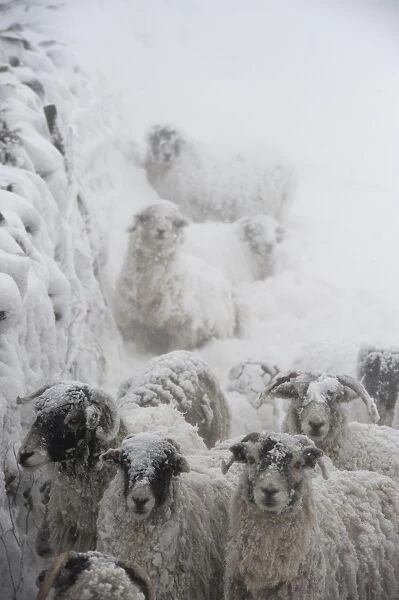 Domestic Sheep, Swaledale sheep, flock sheltering behind drystone wall during snowstorm, Cumbria, England, March