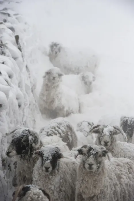 Framed Print : Domestic Sheep, Swaledale sheep, flock sheltering behind drystone wall during snowstorm, Cumbria, England, March Framed Print : Domestic Sheep, Swaledale sheep, flock sheltering behind drystone wall during snowstorm, Cumbria, England, March