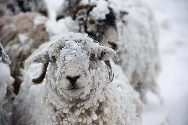 Domestic Sheep, Swaledale sheep, covered in snow during snowstorm, Cumbria, England, March