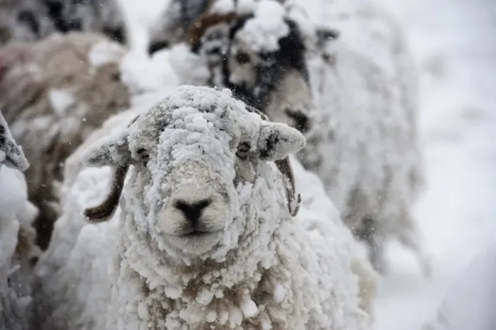 Framed Print : Domestic Sheep, Swaledale sheep, covered in snow during snowstorm, Cumbria, England, March Framed Print : Domestic Sheep, Swaledale sheep, covered in snow during snowstorm, Cumbria, England, March