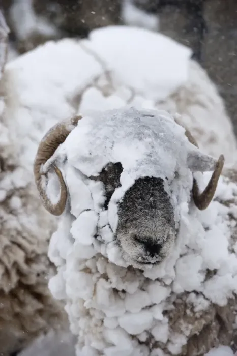 Framed Print : Domestic Sheep, Swaledale sheep, covered in snow during snowstorm, Cumbria, England, March Framed Print : Domestic Sheep, Swaledale sheep, covered in snow during snowstorm, Cumbria, England, March