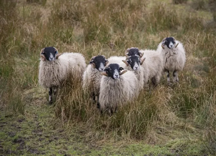 Framed Print : Domestic Sheep, Swaledale tup hoggs, standing amongst rushes in pasture, Northumberland, England, January Framed Print : Domestic Sheep, Swaledale tup hoggs, standing amongst rushes in pasture, Northumberland, England, January
