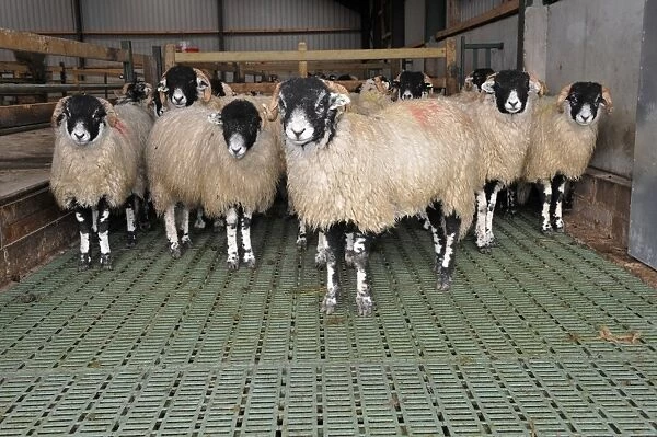 Domestic Sheep, Swaledale wether lambs, standing in building with slatted floor to keep them clean, England, november