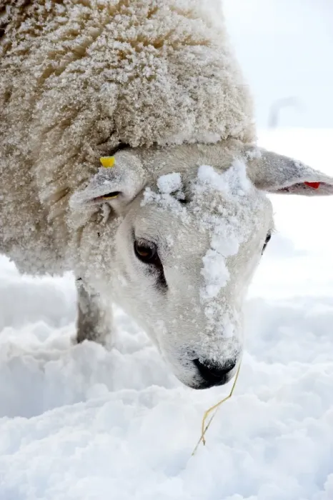 Framed Print : Domestic Sheep, Texel, adult, close-up of head, in snow covered pasture, England, november Framed Print : Domestic Sheep, Texel, adult, close-up of head, in snow covered pasture, England, november