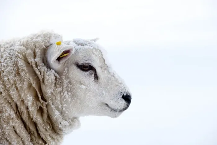 Framed Print : Domestic Sheep, Texel, adult, covered with snow, close-up of head, England, november Framed Print : Domestic Sheep, Texel, adult, covered with snow, close-up of head, England, november
