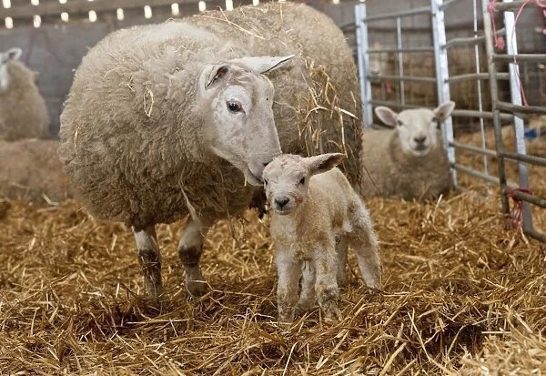 Domestic Sheep, Texel cross ewe with newborn Texel sired lamb, on straw bedding in lambing shed, Welshpool, Powys
