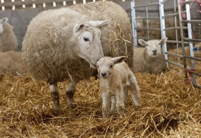 Framed Print : Domestic Sheep, Texel cross ewe with newborn Texel sired lamb, on straw bedding in lambing shed, Welshpool, Powys Framed Print : Domestic Sheep, Texel cross ewe with newborn Texel sired lamb, on straw bedding in lambing shed, Welshpool, Powys