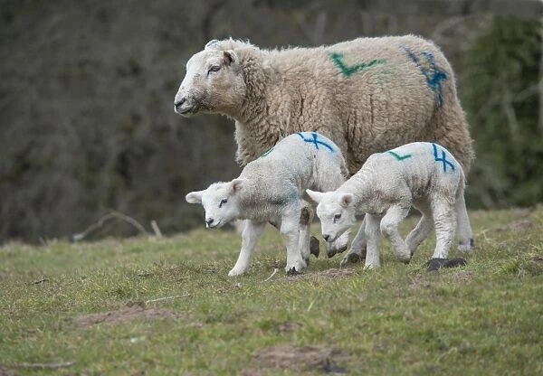 Domestic Sheep, Texel cross ewe with twin lambs, with sprayed identification numbers, walking on pasture, Whitewell