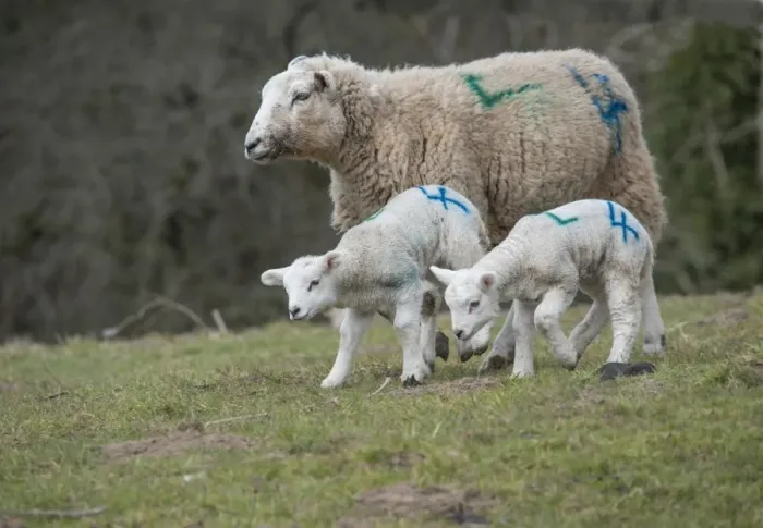 Framed Print : Domestic Sheep, Texel cross ewe with twin lambs, with sprayed identification numbers, walking on pasture, Whitewell Framed Print : Domestic Sheep, Texel cross ewe with twin lambs, with sprayed identification numbers, walking on pasture, Whitewell