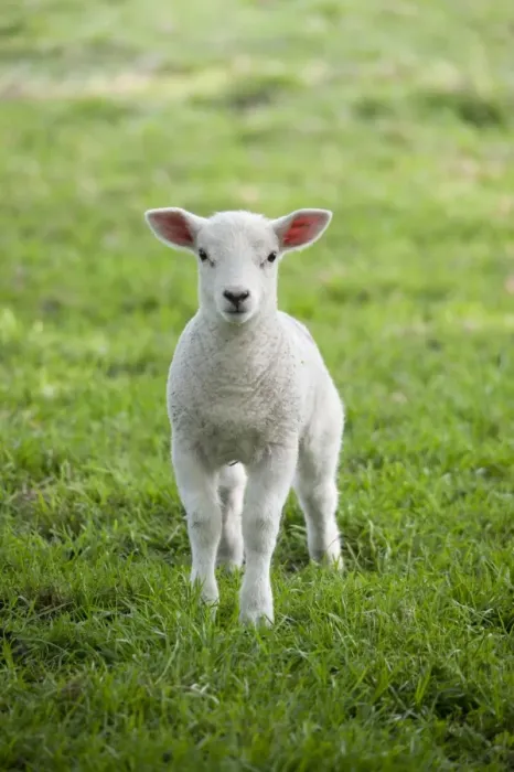 Framed Print : Domestic Sheep, Texel cross lamb, standing in pasture, Chipping, Lancashire, England, april Framed Print : Domestic Sheep, Texel cross lamb, standing in pasture, Chipping, Lancashire, England, april